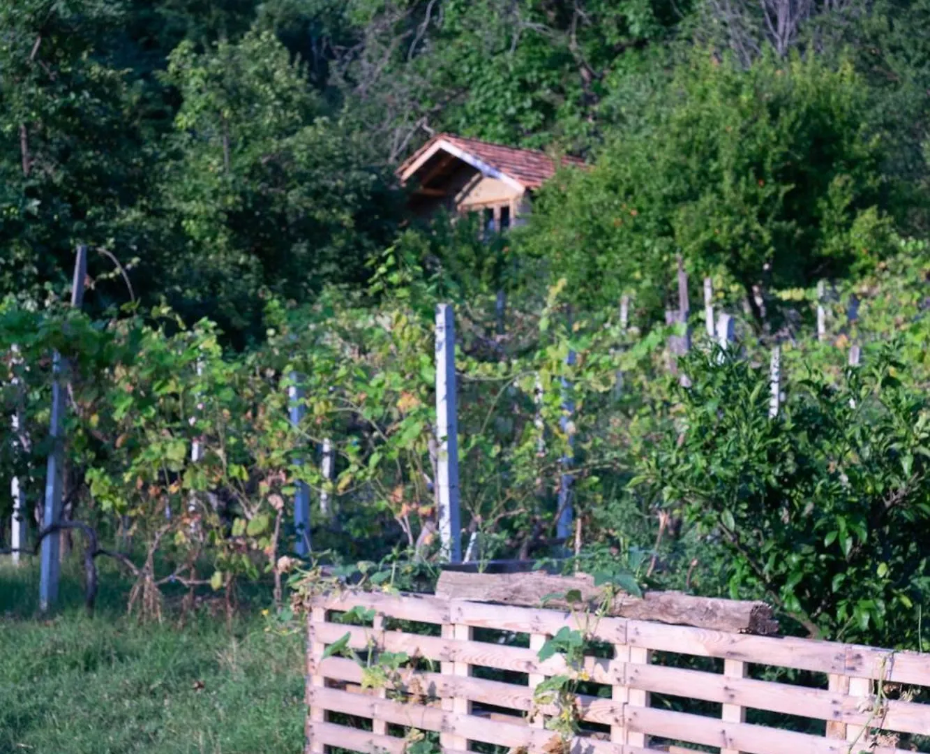 The House In The Village Pellumbas 0*,